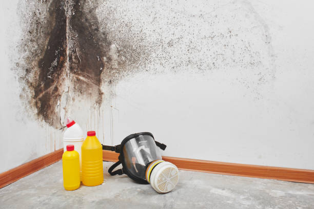 Best Crawl Space Mold Removal  in South Greensburg, PA