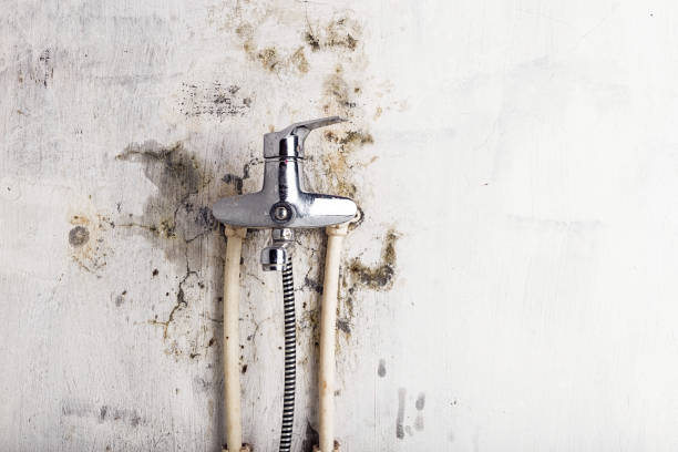 Best Emergency Mold Removal  in South Greensburg, PA