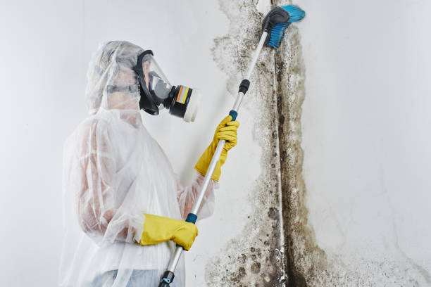 Best Mold Removal and Inspection  in South Greensburg, PA