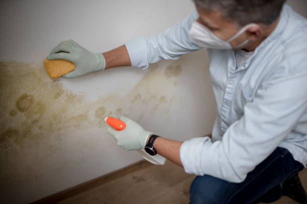 Home Mold Removal in South Greensburg, PA