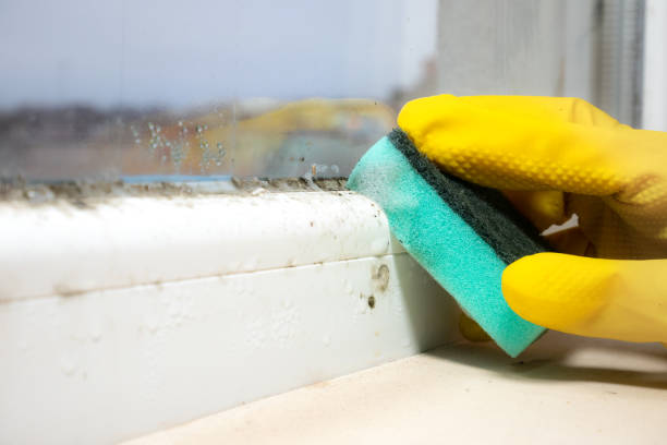 Best Office Mold Removal Services  in South Greensburg, PA