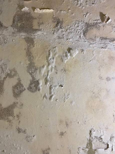 Best Professional Mold Removal  in South Greensburg, PA