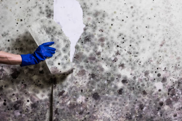 Mold Removal Process in South Greensburg, PA