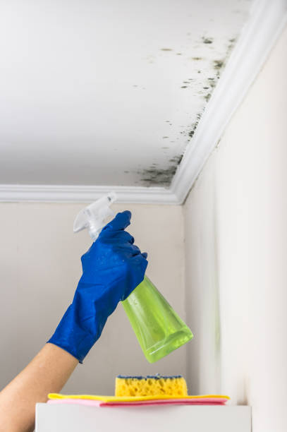 Best Local Mold Removal Service  in South Greensburg, PA