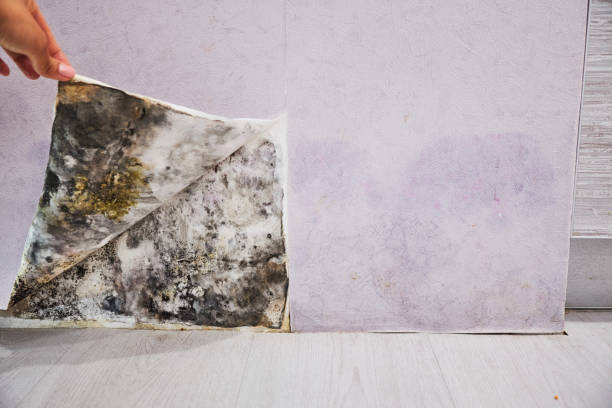 Best Mold Cleaning Services  in South Greensburg, PA